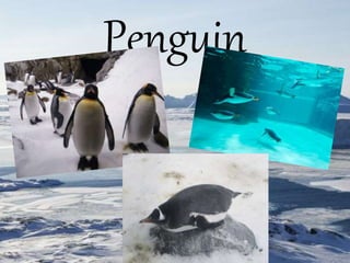 Penguin
 
