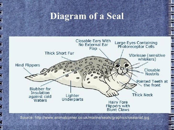 seal-inquiry