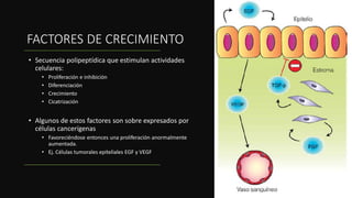 FACTORES DE CRECIMIENTO
• Secuencia polipeptídica que estimulan actividades
celulares:
• Proliferación e inhibición
• Diferenciación
• Crecimiento
• Cicatrización
• Algunos de estos factores son sobre expresados por
células cancerígenas
• Favoreciéndose entonces una proliferación anormalmente
aumentada.
• Ej. Células tumorales epiteliales EGF y VEGF
 