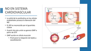 NO EN SISTEMA
CARDIOVASCULAR
• La señal de la acetilcolina en las células
endoteliales provoca la liberación del
NO
• EL NO es reconocido por el guanilato
ciclasa
• A partir de esta unión se genera GMP a
partir de GTP
• GMP acción en célula muscular
• Promueve la relajación de tejido y
vasodilatación
 