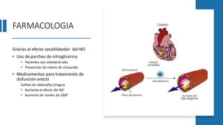 FARMACOLOGIA
Gracias al efecto vasodilatador del NO
• Uso de parches de nitroglicerina
• Pacientes con colesterol alto
• Prevención de infarto de miocardio
• Medicamentos para tratamiento de
disfunción eréctil
Sulfato de sildenafilo (Viagra)
• Aumenta el efecto del NO
• Aumento de niveles de GMP
 