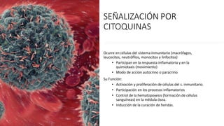 SEÑALIZACIÓN POR
CITOQUINAS
Ocurre en células del sistema inmunitario (macrófagos,
leucocitos, neutrófilos, monocitos y linfocitos)
• Participan en la respuesta inflamatoria y en la
quimiotaxis (movimiento)
• Modo de acción autocrino o paracrino
Su Función:
• Activación y proliferación de células del s. inmunitario.
• Participación en los procesos inflamatorios
• Control de la hematopoyesis (formación de células
sanguíneas) en la médula ósea.
• Inducción de la curación de heridas.
 