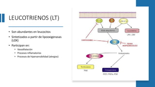 LEUCOTRIENOS (LT)
• Son abundantes en leucocitos
• Sintetizados a partir de lipooxigenasas
(LOX)
• Participan en:
• Vasodilatación
• Procesos inflamatorios
• Procesos de hipersensibilidad (alergias)
 
