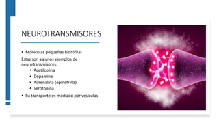 NEUROTRANSMISORES
• Moléculas pequeñas hidrófilas
Estas son algunos ejemplos de
neurotransmisores:
• Acetilcolina
• Dopamina
• Adrenalina (epinefrina)
• Serotonina
• Su transporte es mediado por vesículas
 