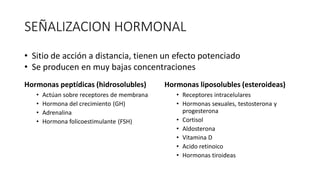 SEÑALIZACION HORMONAL
Hormonas peptídicas (hidrosolubles)
• Actúan sobre receptores de membrana
• Hormona del crecimiento (GH)
• Adrenalina
• Hormona folicoestimulante (FSH)
Hormonas liposolubles (esteroideas)
• Receptores intracelulares
• Hormonas sexuales, testosterona y
progesterona
• Cortisol
• Aldosterona
• Vitamina D
• Acido retinoico
• Hormonas tiroideas
• Sitio de acción a distancia, tienen un efecto potenciado
• Se producen en muy bajas concentraciones
 