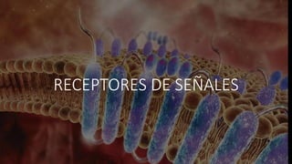 RECEPTORES DE SEÑALES
 