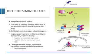 RECEPTORES INRACELULARES
• Receptores de señales lipídicas
• El receptor se transloca al interior del núcleo y se
une a regiones específicas del ADN para activar
genes
Ej. Acción de la testosterona para activación de genes
• Juega un papel importante en órganos andrógeno-
dependientes, involución de estos
• Regulación del crecimiento en órgano sexual
• Regulación de la grasa corporal y masa muscular
• Libido
• Cáncer y tumoración benigna, regulador de
crecimiento tumoral andrógeno-dependientes
• Bloqueo androgénico
 