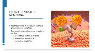 EXTRACELULARES O DE
MEMBRANA
• Reconocimiento de moléculas o señales
principalmente hidrofílicas
• Se encuentran principalmente receptores
de tipo:
• Asociados a proteínas de canal
• Asociados a proteínas G
• Enzimático o catalíticos
 