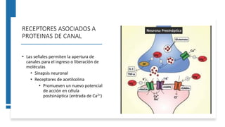 RECEPTORES ASOCIADOS A
PROTEINAS DE CANAL
• Las señales permiten la apertura de
canales para el ingreso o liberación de
moléculas
• Sinapsis neuronal
• Receptores de acetilcolina
• Promueven un nuevo potencial
de acción en célula
postsináptica (entrada de Ca2+)
 