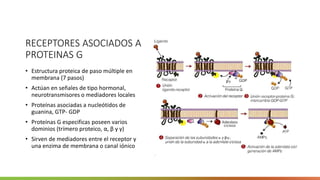 RECEPTORES ASOCIADOS A
PROTEINAS G
• Estructura proteica de paso múltiple en
membrana (7 pasos)
• Actúan en señales de tipo hormonal,
neurotransmisores o mediadores locales
• Proteínas asociadas a nucleótidos de
guanina, GTP- GDP
• Proteínas G especificas poseen varios
dominios (trímero proteico, α, β y γ)
• Sirven de mediadores entre el receptor y
una enzima de membrana o canal iónico
 
