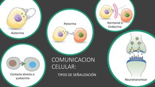 COMUNICACION
CELULAR:
Contacto directo o
yuxtacrina Neurotransmisor
Paracrina Hormonal o
Endocrina
Autocrina
TIPOS DE SEÑALIZACIÓN
 