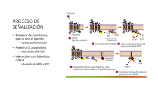 PROCESO DE
SEÑALIZACIÓN
• Receptor de membrana,
que se une al ligando
• Cambio conformacional
• Proteína G, acopladora
• Intercambio GDP-GTP
• Interacción con Adenilato
ciclasa
• Liberación de AMPc y ATP
 