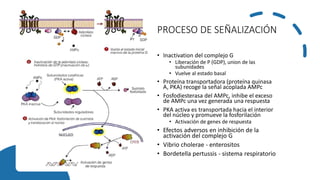 PROCESO DE SEÑALIZACIÓN
• Inactivation del complejo G
• Liberación de P (GDP), union de las
subunidades
• Vuelve al estado basal
• Proteína transportadora (proteína quinasa
A, PKA) recoge la señal acoplada AMPc
• Fosfodiesterasa del AMPc, inhibe el exceso
de AMPc una vez generada una respuesta
• PKA activa es transportada hacia el interior
del núcleo y promueve la fosforilación
• Activación de genes de respuesta
• Efectos adversos en inhibición de la
activación del complejo G
• Vibrio cholerae - enterositos
• Bordetella pertussis - sistema respiratorio
 