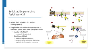Señalización por enzima
fosfolipasa C-β
• Union de la proteína G a enzima
fosfolipasa C-β
• Fragmentacion del fosfatidilinositol-4,5-
bifosfato (PIP2). Dos rutas de señalización
• Inositol trifosfato IP3
• Promueve la liberación de Ca
• Diacilglicerol (DAG)
• Liberación de ácido araquidónico
• Activación de PKC, fosforilacion de proteínas
• Regulación de diferenciación, crecimiento
 