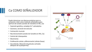 Ca COMO SEÑALIZADOR
Puede interactuar con diversas proteínas para su
activación o bien como molécula señalizadora para
apertura de canales (canales de rianodina en REL, Ca)
• Expresión genética, complejo Ca+2-calmodulina
• Exocitosis, secreción de vesículas
• Contracción muscular
• Neurotransmisión (canales de rianodina en REL, Ca)
• Control del citoesqueleto
• Movimiento
• Proliferación celular y diferenciación (células Oseas)
• Fecundación, liberación de gránulos corticales
(bloqueo de la polispermia)
 