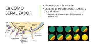 Ca COMO
SEÑALIZADOR
• Efecto de Ca en la fecundación
• Liberación de gránulos corticales (Enzimas y
carbohidratos)
• Cambio estructural, origen del bloqueo de la
polispermia
 
