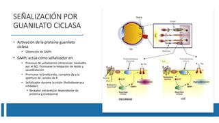 SEÑALIZACIÓN POR
GUANILATO CICLASA
• Activación de la proteína guanilato
ciclasa
• Obtención de GMPc
• GMPc actúa como señalizador en
• Procesos de señalización intracelular mediados
por el NO. Promueve la relajación de tejido y
vasodilatación
• Promueve la bradicardia, complejo βγ y la
apertura de canales de K
• Señalizador durante la visión (fosfodiesterasa
inhibidor)
• Receptor extracelular dependiente de
proteína g (rodopsina)
 