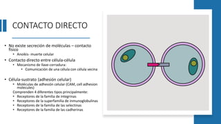 CONTACTO DIRECTO
• No existe secreción de moléculas – contacto
físico
• Anoikis- muerte celular
• Contacto directo entre célula-célula
• Mecanismo de llave-cerradura:
• Comunicación de una célula con célula vecina
• Célula-sustrato (adhesión celular)
• Moléculas de adhesión celular (CAM, cell adhesion
molecules)
Comprenden 4 diferentes tipos principalmente:
• Receptores de la familia de integrinas
• Receptores de la superfamilia de inmunoglobulinas
• Receptores de la familia de las selectinas
• Receptores de la familia de las cadherinas
 