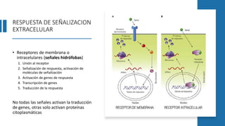 RESPUESTA DE SEÑALIZACION
EXTRACELULAR
• Receptores de membrana o
intracelulares (señales hidrófobas)
1. Unión al receptor
2. Señalización de respuesta, activación de
moléculas de señalización
3. Activación de genes de respuesta
4. Transcripción de genes
5. Traducción de la respuesta
No todas las señales activan la traducción
de genes, otras solo activan proteínas
citoplasmáticas
 