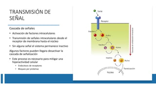 TRANSMISIÓN DE
SEÑAL
Cascada de señales
• Activación de factores intracelulares
• Transmisión de señales intracelulares desde el
receptor de membrana hasta el núcleo
• Sin alguna señal el sistema permanece inactivo
Algunos factores pueden llegara desactivar la
cascada de señalización
• Este proceso es necesario para mitigar una
hiperactividad celular
• Endocitosis de receptores
• Bloqueo por proteínas
 