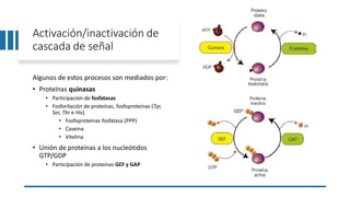 Activación/inactivación de
cascada de señal
Algunos de estos procesos son mediados por:
• Proteínas quinasas
• Participación de fosfatasas
• Fosforilación de proteínas, fosfoproteínas (Tyr,
Ser, Thr e His)
• Fosfoproteinas fosfatasa (PPP)
• Caseina
• Vitelina
• Unión de proteínas a los nucleótidos
GTP/GDP
• Participación de proteínas GEF y GAP
 