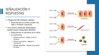 SEÑALIZACIÓN Y
RESPUESTAS
• Integración de múltiples señales
• Dependiendo las señales pueden dar
lugar a múltiples respuestas
• Una misma molécula señalizadora
puede causar respuestas distintas
• Dependiendo la naturaleza de la célula
• Ej. Acetilcolina
• Células cardiacas – Regula el ritmo
cardiaco
• Células musculares – Regula la
contracción
• Células epiteliales – Regula la secreción
de saliva
 