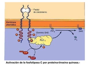 Activación de la fosfolipasa C por proteína-tirosina quinasa.- 