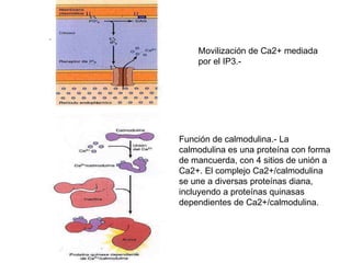 Movilización de Ca2+ mediada por el IP3.- Función de calmodulina.- La calmodulina es una proteína con forma de mancuerda, ...