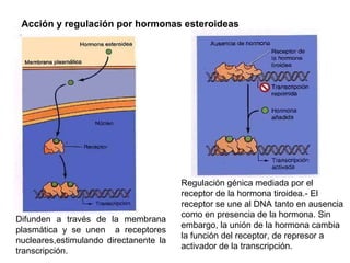 Acción y regulación por hormonas esteroideas Difunden a través de la membrana plasmática y se unen  a receptores nucleares...