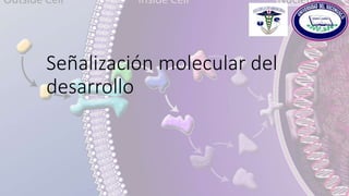 Señalización molecular del
desarrollo
 