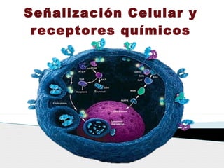 Señalización Celular y receptores químicos 