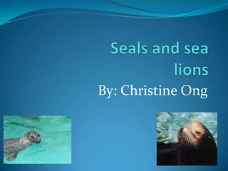 Seals and sea lions By: Christine Ong 