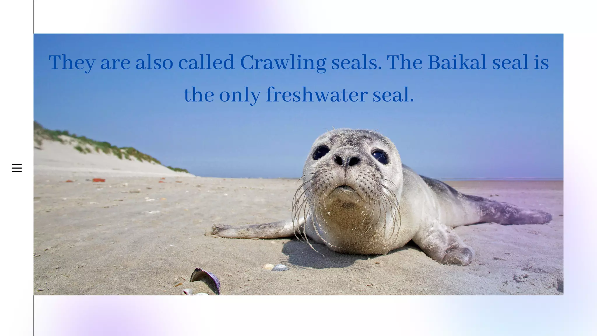 They are also called Crawling seals. The Baikal seal is
the only freshwater seal.