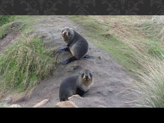 Seals in otago   New Zealand