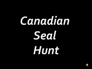 Canadian  Seal  Hunt 