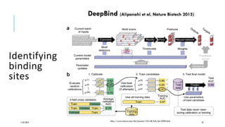 Identifying
binding
sites
11/07/2019 24
http://www.nature.com/nbt/journal/v33/n8/full/nbt.3300.html
DeepBind (Alipanahi et al, Nature Biotech 2015)
 