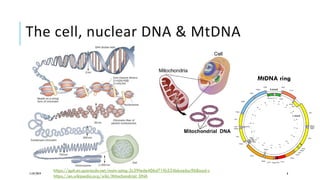 The cell, nuclear DNA & MtDNA
11/07/2019 8
https://qph.ec.quoracdn.net/main-qimg-2c39fede406d71fb534bbae6cc9b8aad-c
https://en.wikipedia.org/wiki/Mitochondrial_DNA
MtDNA ring
 