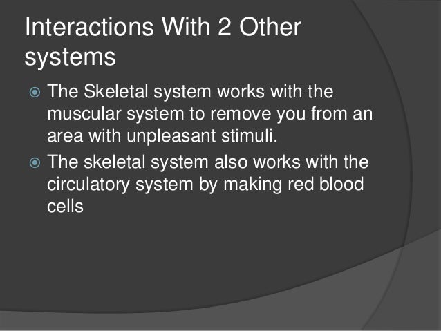 skeletal system