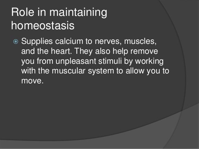 skeletal system
