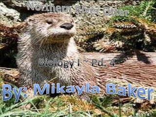 Northern River Otter Biology I ~ Pd. 4 By: Mikayla Baker 