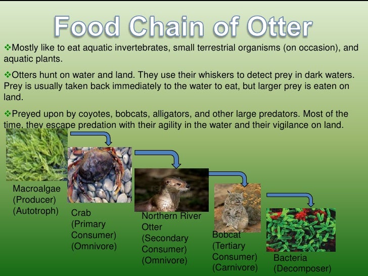 Mikayla Baker Pd.4 Otter Biology Diagrams