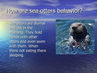 Sea Otters | PPT