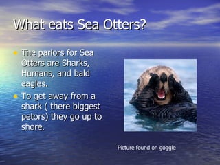 Sea Otters | PPT