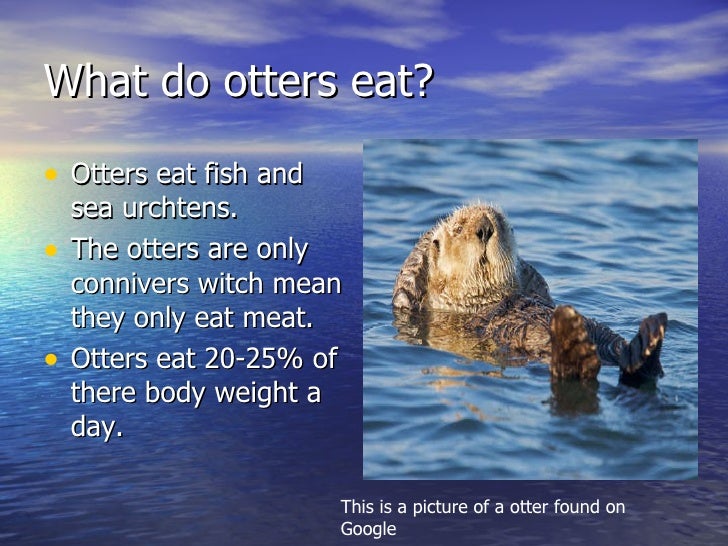 sea otters