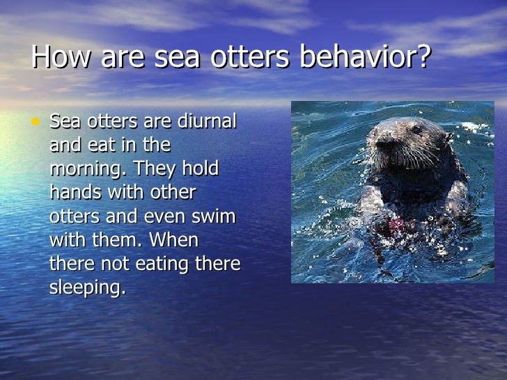 Sea Otters