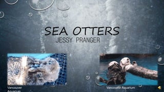 SEA OTTERS
JESSY PRANGER
Vancouver Vancouver Aquarium
 