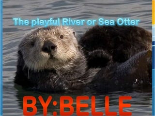 Sea otters by belle