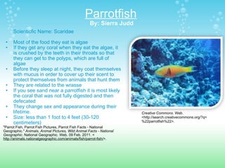 Parrotfish   By: Sierra Judd   Scienticfic Name: Scaridae  Most of the food they eat is algae If they get any coral when they eat the algae, it is crushed by the teeth in their throats so that they can get to the polyps, which are full of algae Before they sleep at night, they coat themselves with mucus in order to cover up their scent to protect themselves from animals that hunt them They are related to the wrasse If you see sand near a parrotfish it is most likely the coral that was not fully digested and then defecated They change sex and appearance during their lifetime. Size: less than 1 foot to 4 feet (30-120 centimeters) "Parrot Fish, Parrot Fish Pictures, Parrot Fish Facts - National Geographic."  Animals, Animal Pictures, Wild Animal Facts - National Geographic . National Geographic. Web. 09 Feb. 2011. < http://animals.nationalgeographic.com/animals/fish/parrot-fish/ >.  Creative Commons . Web. <http://search.creativecommons.org/?q=%22parrotfish%22>. 
