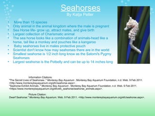 Seahorses By Katja Peller    More than 15 species  Only animal in the animal kingdom where the male is pregnant Sea Horse life- grow up, attract mates, and give birth   Largest collection of Charismatic animal   The sea horse looks like a combination of animals-head like a horse, tail like a monkey and pouches like a kangaroo   Baby seahorses live in males protective pouch  Scientist don't know how may seahorses there are in the world  Smallest seahorse is 1/2 inch long know as the Satomi's Pygmy Seahorses   Largest seahorse is the Potbelly and can be up to 14 inches long                                Information Citations:   "The Secret Lives of Seahorses ."  Monterey Bay Aquarium  . Monterey Bay Aquarium Foundation, n.d. Web. 9 Feb 2011. <http://www.montereybayaquarium.org/efc/seahorse.aspx>.  "Seahorse Exhibit Animals ."  Monterey Bay Aquarium  . Monterey Bay Aquarium Foundation, n.d. Web. 9 Feb 2011. <https://www.montereybayaquarium.org/efc/efc_seahorse/seahorse_animals.aspx>.                                Picture Citation: Dwarf Seahorse."  Monterey Bay Aquarium . Web. 9 Feb 2011. <http://www.montereybayaquarium.org/efc/seahorse.aspx>.   
