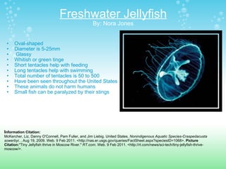 Freshwater Jellyfish By: Nora Jones Oval-shaped Diameter is 5-25mm   Glassy Whitish or green tinge Short tentacles help with feeding Long tentacles help with swimming  Total number of tentacles is 50 to 500 Have been seen throughout the United States These animals do not harm humans Small fish can be paralyzed by their stings  I nformation Citation: McKercher, Liz, Danny O'Connell, Pam Fuller, and Jim Liebig. United States.  Nonindigenous Aquatic Species-Craspedacusta sowerbyi . , Aug 19, 2009. Web. 9 Feb 2011. <http://nas.er.usgs.gov/queries/FactSheet.aspx?speciesID=1068>.  Picture Citation: "Tiny Jellyfish thrive in Moscow River."  RT.com . Web. 9 Feb 2011. <http://rt.com/news/sci-tech/tiny-jellyfish-thrive-moscow/>.  